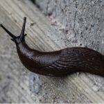 Slugs coming into your home is usually a problem with older home especially if you have cat or dog food out. Learn how to stop slugs coming into your house now.