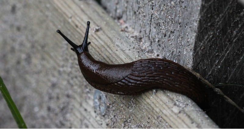 Slugs coming into your home is usually a problem with older home especially if you have cat or dog food out. Learn how to stop slugs coming into your house now.