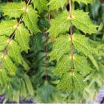 Mahonia is a stunning evergreen shrub with winter interest so in this guide, we explain how to take cuttings from Mahonia shrubs step by step. Learn to propagate