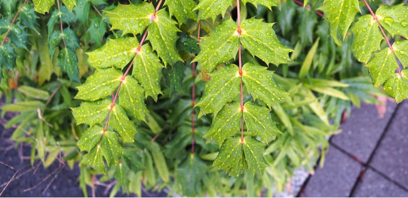 Mahonia is a stunning evergreen shrub with winter interest so in this guide, we explain how to take cuttings from Mahonia shrubs step by step. Learn to propagate