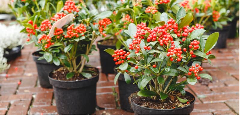 Skimmia offers winter interest and is fairly easy to propagate by taking semi-ripe cutting. Read our guide on how to take cuttings from skimmia step by step.