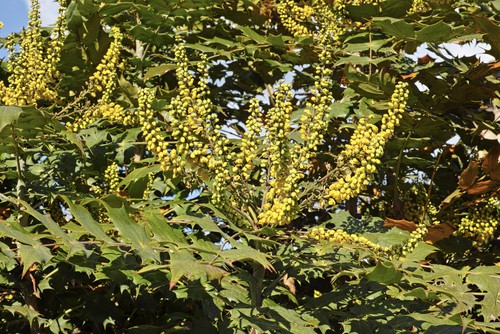 Mahonia x Media