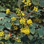 Mahonia x media 'Charity' is one of the more popular varieties of Mahonia shrubs so in this guide we look at how to grow and care for Mahonia media charity.