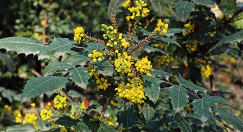 Mahonia x media 'Charity' is one of the more popular varieties of Mahonia shrubs so in this guide we look at how to grow and care for Mahonia media charity.