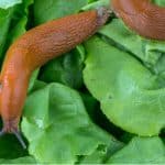 In this guide, we look at some organic ways to stop slugs eating the plants in your garden which includes nematodes, copper wire and other natural ways