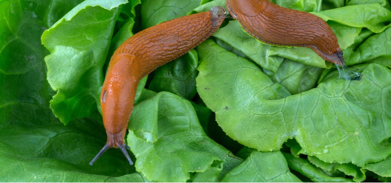 In this guide, we look at some organic ways to stop slugs eating the plants in your garden which includes nematodes, copper wire and other natural ways