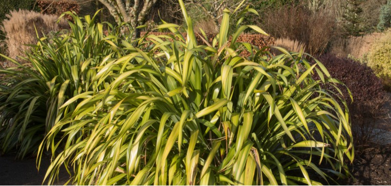Phormiums are generally pest-free but one pest that is causing issues is the Phormium mealybug which look like a white fluffy wax