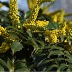 Clay soil can be a real problem with waterlogging being the main issue so in this guide, we look at 10 Plants for clay soil and some tips to improve the soil.