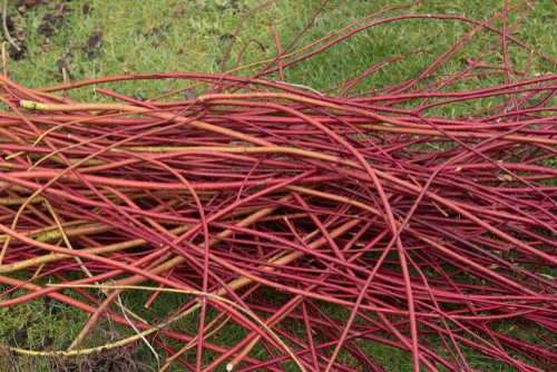 Pruning cornus