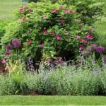Most sites provide a mix of sun and shade with either morning or afternoon sun but what if you have a position that gets sun all day. See 10 shrubs for full sun.