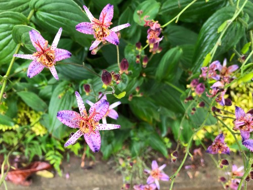 Tricyrtis formosana