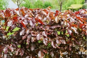 Beech hedge