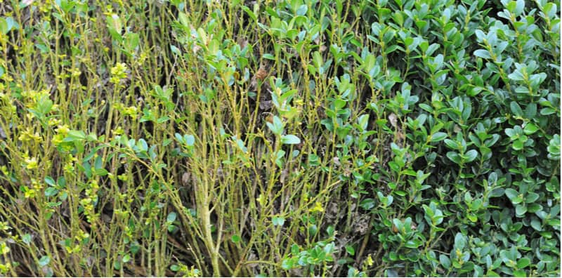 In this guide, we discuss common buxus problems which include the dreaded box blight but we also look at Volutella blight, box rust and other problems that affect box plants.