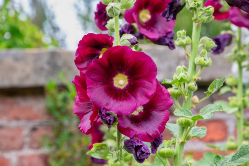 Common Hollyhock - Alcea rosea