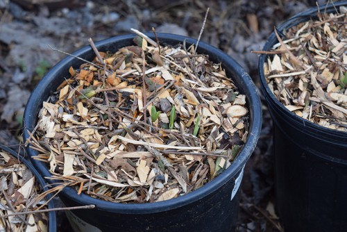 growing daylilies in pots
