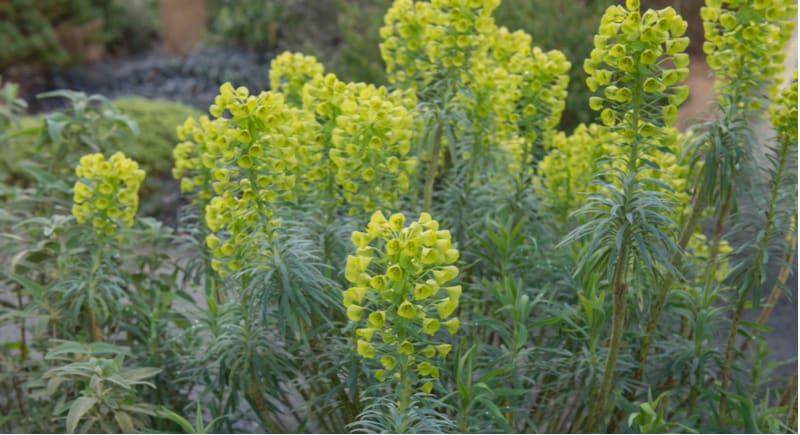 Euphorbia comes in a range of varieties with some being tender indoor plants while others are hardy garden plants. Learn more about growing Euphorbia now.