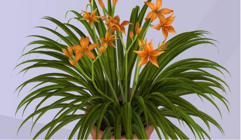 Image of Daylily flower in pot