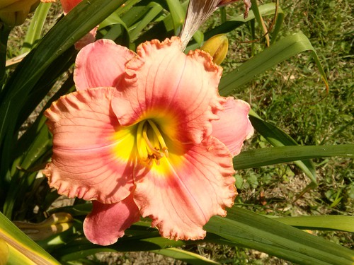 Growing daylilies from seed