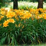 Hemerocallis, also known as Daylilies produce a spectacular show and can be grown in the ground or in containers. Learn more about how to grow Hemerocallis