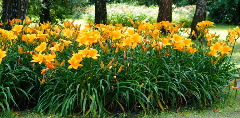 Hemerocallis, also known as Daylilies produce a spectacular show and can be grown in the ground or in containers. Learn more about how to grow Hemerocallis