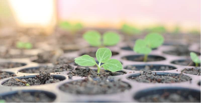 Hollyhocks make excellent cottage garden plants and are fairly easy to grow from seed in seed trays before pricking out into pots. Learn more in our guide.