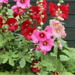 Growing hollyhocks is very rewarding and there are not many plants that can compete with this stunning cottage garden plant. Learn how to care and grow them now