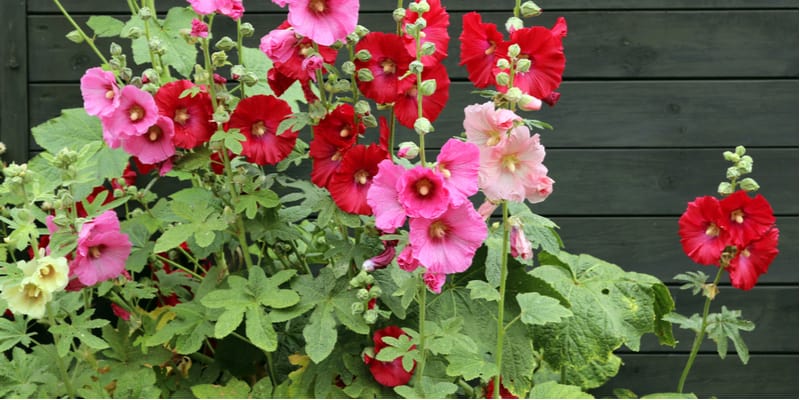 Growing hollyhocks is very rewarding and there are not many plants that can compete with this stunning cottage garden plant. Learn how to care and grow them now