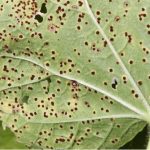 Hollyhocks are known to be affected by Hollyhock rust which is the hardest to control but there is also leaf spot disease and Anthracnose. Learn more now.