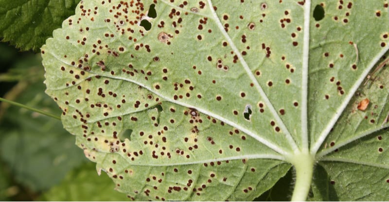 Hollyhocks are known to be affected by Hollyhock rust which is the hardest to control but there is also leaf spot disease and Anthracnose. Learn more now.
