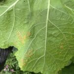 Hollyhock rust is sadly a common fungus that attacks Hollyhocks and its hard to control but not impossible. Learn about Hollyhock rust and how to treat it