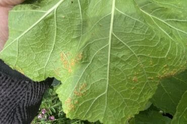 Hollyhock rust is sadly a common fungus that attacks Hollyhocks and its hard to control but not impossible. Learn about Hollyhock rust and how to treat it