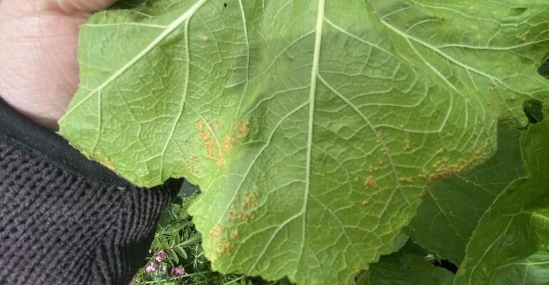 Hollyhock rust is sadly a common fungus that attacks Hollyhocks and its hard to control but not impossible. Learn about Hollyhock rust and how to treat it