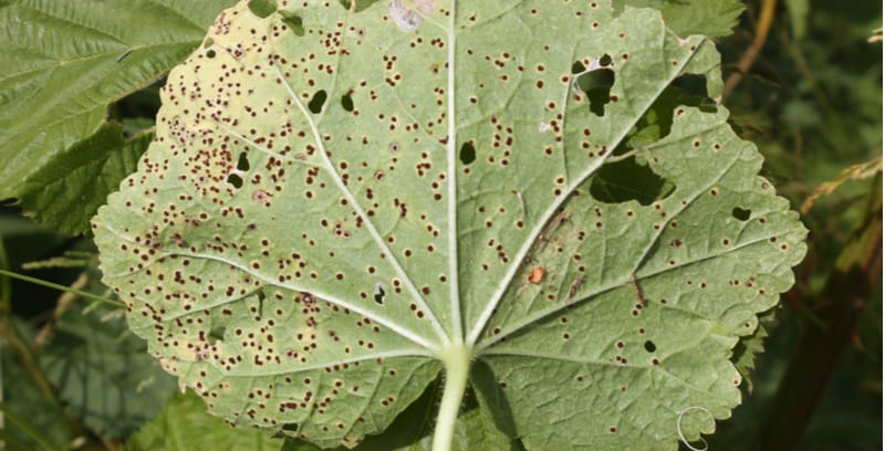 Hollyhock rust is sadly a common fungus that attacks Hollyhocks and its hard to control but not impossible. Learn about Hollyhock rust and how to treat it