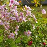 In this guide, we explain how and when to divide Japanese anemones to get the most out of them. This should be done in spring and only every 5-10 years.