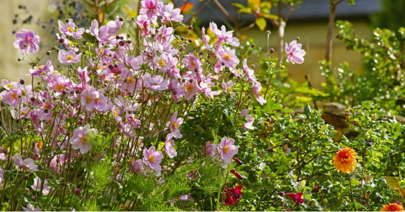 In this guide, we explain how and when to divide Japanese anemones to get the most out of them. This should be done in spring and only every 5-10 years.