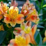 In this guide, we look at how and when to divide alstroemeria. The process is fairly simple but it does need to be done at the right time of year.