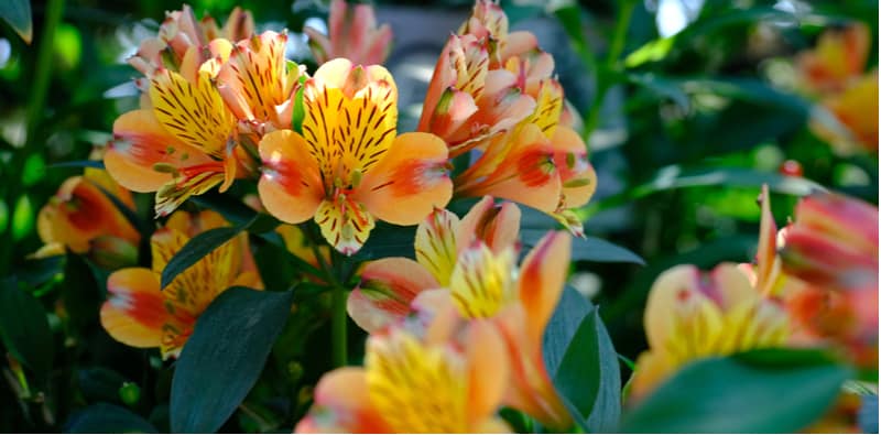 In this guide, we look at how and when to divide alstroemeria. The process is fairly simple but it does need to be done at the right time of year.
