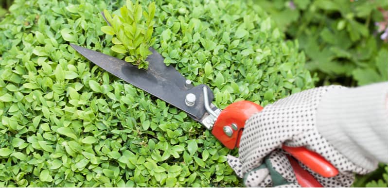 Young Buxus should be trimmed by around a third when young between May and August but established plants are best trimmed around August to avoid Buxus blight