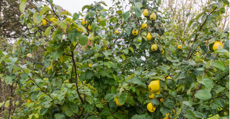 In this guide, we look at how and when to prune quince trees to get the most out of them. They need very little pruning, this can be done when they are dormant.