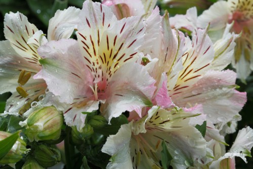 how to divide and propagate alstroemeria