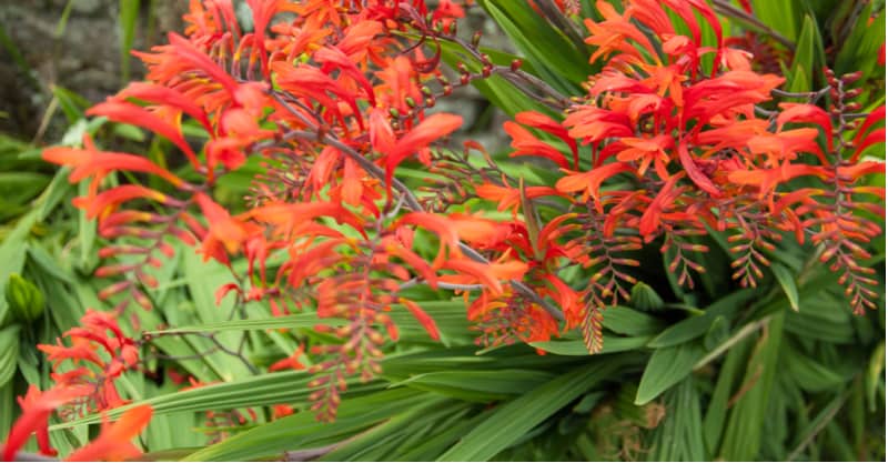 Croscosmia flower best when a little crowded but they do best with divided every 3-4 years in spring. Learn how to divide crocosmia step by step now