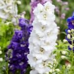 How to divide delphiniums