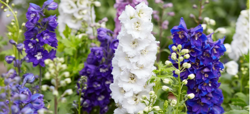 How to divide delphiniums