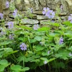 Hardy geraniums are best divided every few years in spring or autumn depending on the type to encourage vigour. Learn how to divide hardy geraniums now.