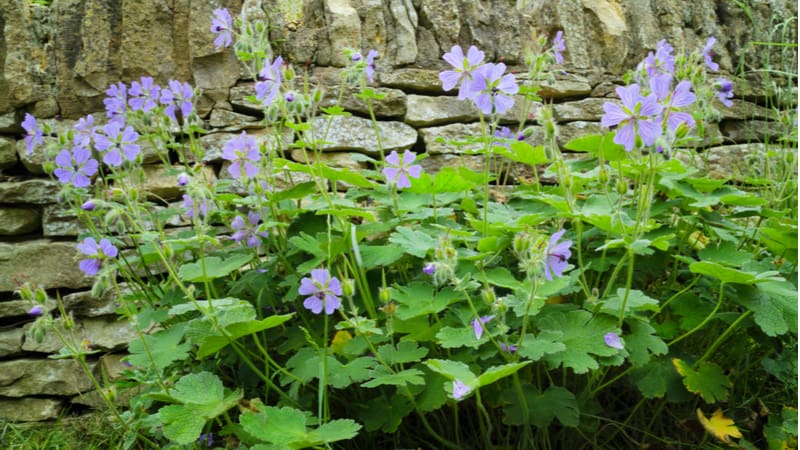 Hardy geraniums are best divided every few years in spring or autumn depending on the type to encourage vigour. Learn how to divide hardy geraniums now.