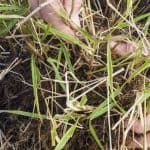 Most ornamental grasses are best divided every 3-4 years in spring just as the new growth starts. Learn when and how to divide ornamental grasses now