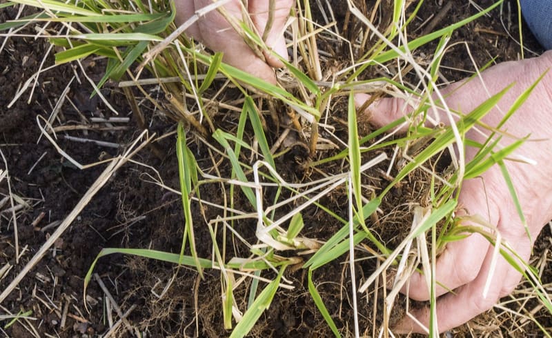 Most ornamental grasses are best divided every 3-4 years in spring just as the new growth starts. Learn when and how to divide ornamental grasses now