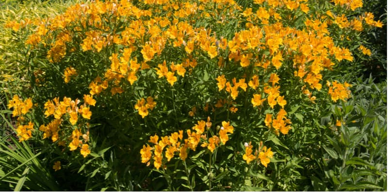 Alstroemeria commonly known as Peruvian lily plants are easy to grow and provide a very long-lasting display. Learn how to grow alstroemeria now from our guide