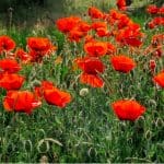 Poppies flowers may be short-lived but they are very sunny with both annuals and perennials being popular choices. Learn how to grow poppies now in our guide.