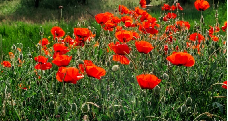 Poppies flowers may be short-lived but they are very sunny with both annuals and perennials being popular choices. Learn how to grow poppies now in our guide.